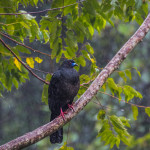 3056 Black Guan (Chamaepetes unicolor). Bosque de Paz, Costa Rica