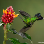 3073 Garden Emerald (Chlorostilbon assimilis). Bosque de Paz, Costa Rica