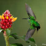 3075 Green-crowned Brilliant (Heliodoxa jacula). Bosque de Paz, Costa Rica