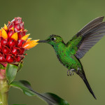 3080 Green-crowned Brilliant (Heliodoxa jacula). Bosque de Paz, Costa Rica