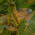 3082 Iguana, Costa Rica