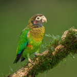 3084 Brown-hooded Parrot (Pionopsitta haematotis), Laguna del Lagarto, Costa Rica