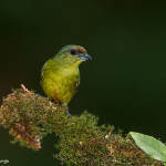 3088 Female Olive-backed Euphonia (Euphonia gouldi). Laguna del Lagarto, Costa Rica