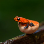 3093 Strawberry Poison Dart Frog (Dendrobates Pumilio). Selva Verde Lodge, Costa Rica