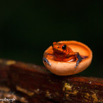 3094 Strawberry Poison Dart Frog (Dendrobates Pumilio). Selva Verde Lodge, Costa Rica