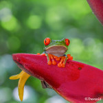 3095 Red-eyed Green Tree Frog (Agalychnis callidryas). Selva Verde Lodge, Costa Rica