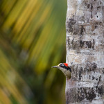 3096 Black-cheeked Woodpecker (Melanerpes pucherani). Laguna del Lagarto, Costa Rica