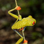 3097 Red-eyed Green Tree Frog (Agalychnis callidryas). Selva Verde Lodge, Costa Rica