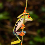 3098 Red-eyed Green Tree Frog (Agalychnis callidryas). Selva Verde Lodge, Costa Rica
