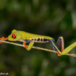 3099 Red-eyed Green Tree Frog (Agalychnis callidryas). Selva Verde Lodge, Costa Rica