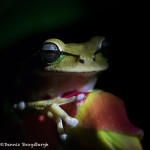 3105 White-lipped Tree Frog (Litoria infrafrenat). Selva Verde Lodge, Costa Rica
