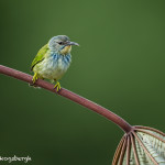 3106 Female Shining Honeycreeper (Cyanerpes lucidus). Selva Verde Lodge, Costa Rica