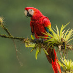 3107 Scarlet Macaw (Ara ambiguus). Costa Rica