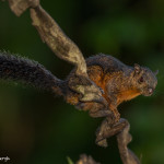 3108 Variegated squirrel (Sciurus variegatoides). Selva Verde, Costa Rica