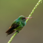 3109 Rufous-tailed Hummingbird (Amazilia tzacatl). Selva Verde Lodge, Costa Rica