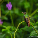 3110 Rufous-tailed Hummingbird (Amazilia tzacatl). Selva Verde Lodge, Costa Rica