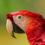 3112 Scarlet Macaw (Ara ambiguus). Costa Rica