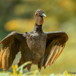 3114 Black Vulture (Coragyps atratus). Laguna del Lagarto, Costa Rica