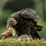 3115 Black Vulture (Coragyps atratus). Laguna del Lagarto, Costa Rica