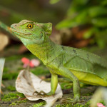3116 Green Basilisk Lizard (Basiliscus plumifrons), Selva Verde Lodge, Costa Rica