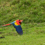 3124 Scarlet Macaw (Ara ambiguus). Costa Rica
