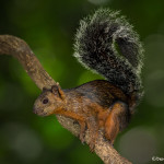 3125 Variegated Squirrel (Sciurus variegatoides). Selva Verde, Costa Rica