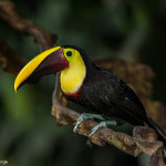 3126 Chestnut-mandibled Toucan (Ramphastos swainsonii). Selva Verde Lodge, Costa Rica