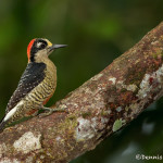 3128 Black-cheeked Woodpecker (Melanerpes pucherani). Selva Verde Lodge, Costa Rica