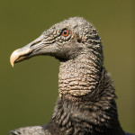 3134 Black Vulture (Coragyps atratus). Laguna del Lagarto, Costa Rica