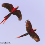 3135 Scarlet Macaw (Ara ambiguus). Costa Rica