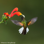 3146 Black-bellied Hummingbird (Eupherusa nigriventris). Catarata Del Toro, Costa Rica