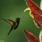 3146 Black-bellied Hummingbird (Eupherusa nigriventris). Catarata Del Toro, Costa Rica