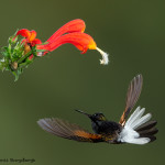 3150 Black-bellied Hummingbird (Eupherusa nigriventris). Catarata Del Toro, Costa Rica