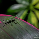 3153 Hotel Bougainvillae Gardens, Costa Rica