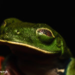 3154 Red-eyed Green Tree Frog (Agalychnis callidryas). Selva Verde Lodge, Costa Rica