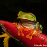 3155 Red-eyed Green Tree Frog (Agalychnis callidryas). Selva Verde Lodge, Costa Rica