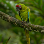 3156 Great Green Macaw (Ara ambiguus), Costa Rica