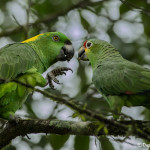 3160 Yellow-naped (Amazona auropalliata) L, and Red-lored (Amazona autumnalis) R Parrots, Costa Rica