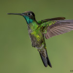 3166 Male Magnificent Hummingbird (Eugenes fulgens). Bosque de Paz, Costa Rica