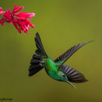 3168 Male Green-crowned Brilliant (Heliodoxa jacula). Bosque de Paz, Costa Rica