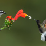 3171 Bananaquit (Coereba flaveola) and Black-bellied Hummingbird (Eupherusa nigriventris). Catarata Del Toro, Costa Rica
