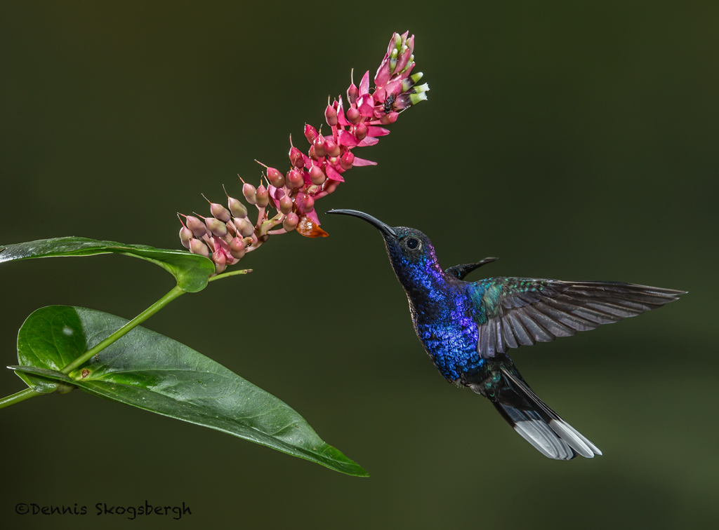 Hummingbirds - Dennis Skogsbergh PhotographyDennis Skogsbergh Photography