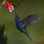 3177 Violet Sabrewing (Camphylopterus hemileucurus). Catarata Del Toro, Costa Rica