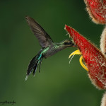 3180 Green-Hermit (Phaethornis guy). Catarata Del Toro, Costa Rica