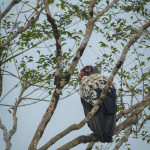 3183 King Vulture {Sarcoramphus papa) Laguna del Lagarto, Costa Rica