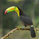 3187 Keel-billed Toucan (Ramphastos sulfuratus), Laguna del Lagarto, Costa Rica