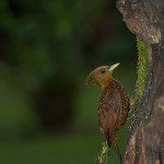 3188 Female Chestnut-colored Woodpecker (Celeus castaneus). Laguna del Lagarto, Costa Rica