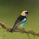 3193 Golden-hooded Tanager (Tangara larvata). Laguna del Lagarto, Costa Rica