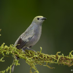 3195 Palm Tanager (Thraupis palmarum). Laguna del Lagarto Costa Rica