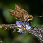 3202 Skipper, Bougainvillea Garden, Costa Rica